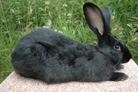 Thỏ Flemish Giant